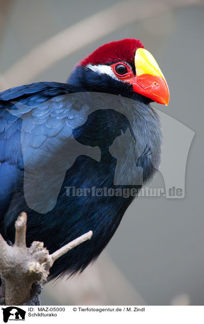 Schildturako / violet turaco / MAZ-05000