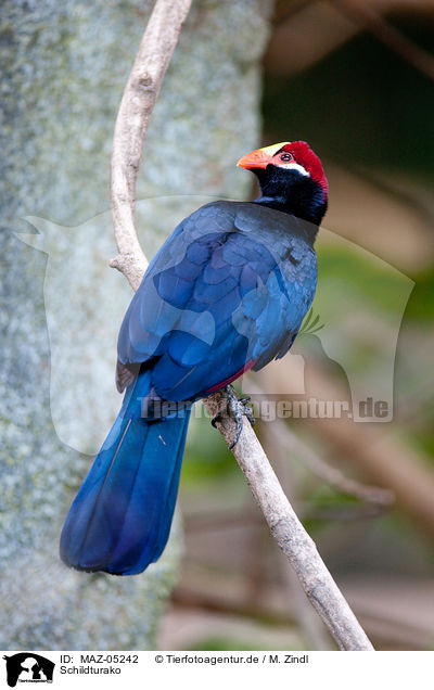 Schildturako / violet turaco / MAZ-05242