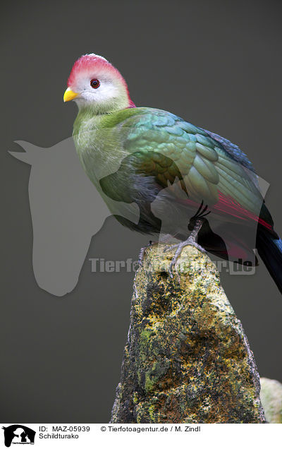 Schildturako / violet turaco / MAZ-05939