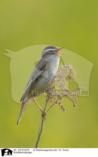 Schilfrohrsnger / Sedge Warbler / AT-01272
