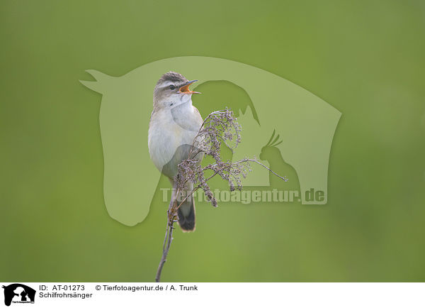 Schilfrohrsnger / Sedge Warbler / AT-01273
