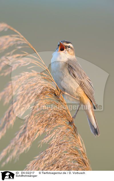 Schilfrohrsnger / sedge warbler / DV-02217