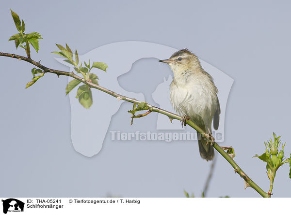 Schilfrohrs�nger / sedge warbler / THA-05241