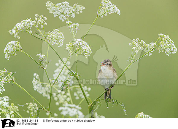 Schilfrohrsnger / Sedge Warbler / MBS-24188