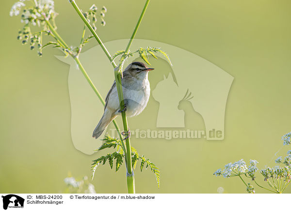 Schilfrohrsnger / Sedge Warbler / MBS-24200