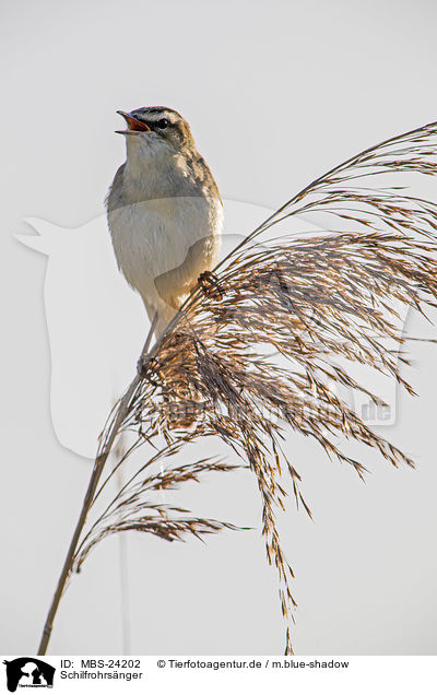 Schilfrohrsnger / Sedge Warbler / MBS-24202