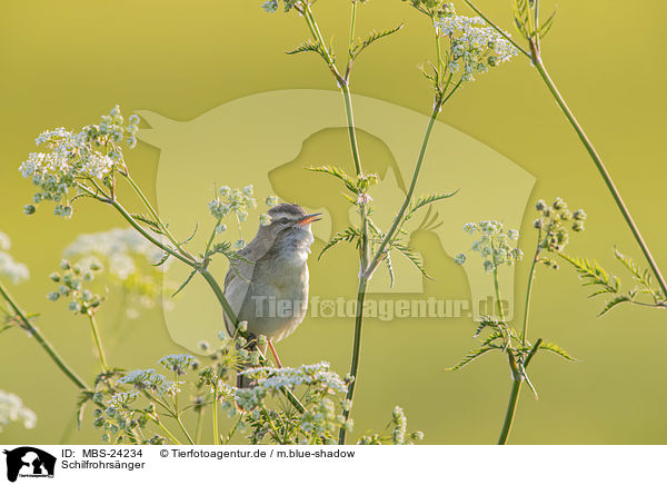 Schilfrohrsnger / Sedge Warbler / MBS-24234