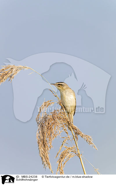 Schilfrohrsnger / Sedge Warbler / MBS-24238