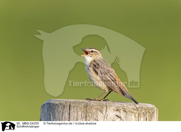 Schilfrohrsnger / Sedge Warbler / MBS-24255