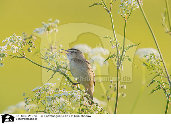 Schilfrohrsnger / Sedge Warbler / MBS-24273