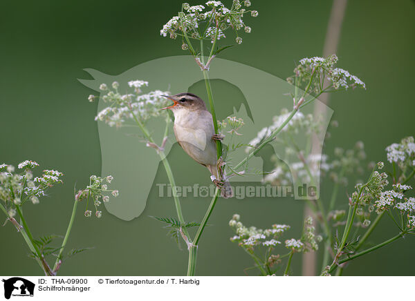 Schilfrohrsnger / sedge warbler / THA-09900