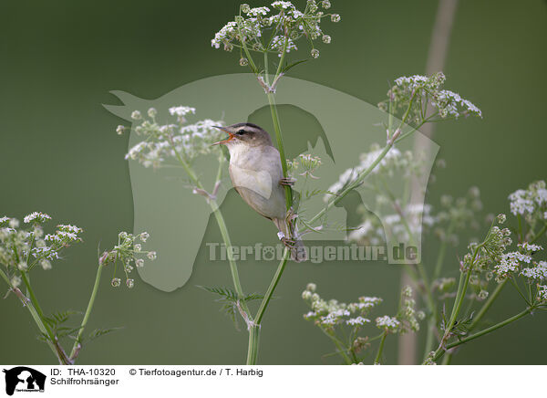 Schilfrohrsnger / sedge warbler / THA-10320