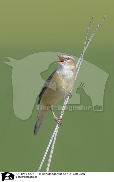 Schilfrohrs�nger / sedge warbler / DV-04274