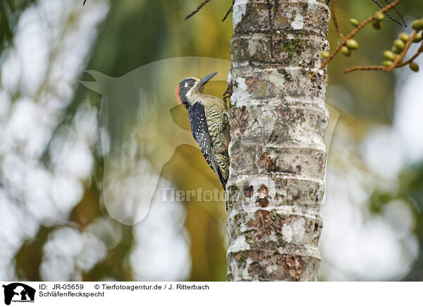 Schlfenfleckspecht / black-cheeked woodpecker / JR-05659