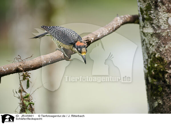 Schl�fenfleckspecht / JR-05661