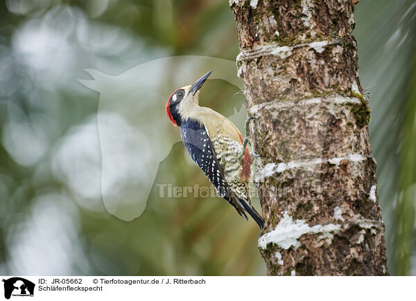 Schl�fenfleckspecht / black-cheeked woodpecker / JR-05662