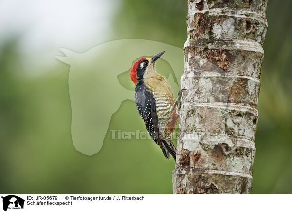 Schlfenfleckspecht / black-cheeked woodpecker / JR-05679