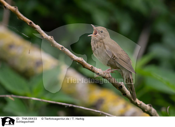 Schlagschwirl / Eurasian river warbler / THA-06433