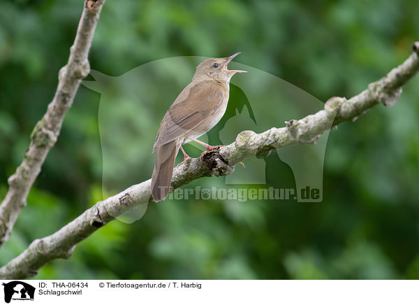 Schlagschwirl / Eurasian river warbler / THA-06434