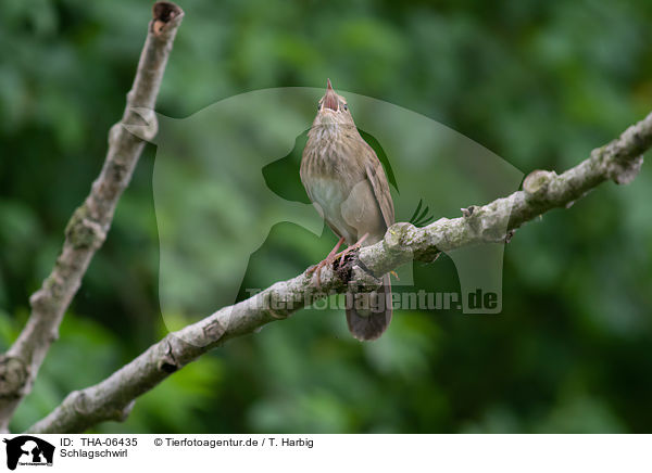 Schlagschwirl / Eurasian river warbler / THA-06435