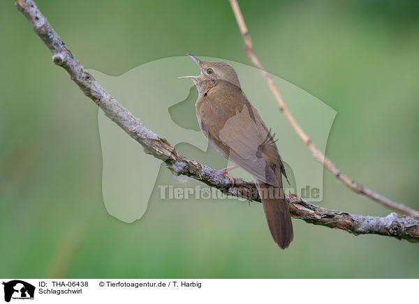 Schlagschwirl / Eurasian river warbler / THA-06438
