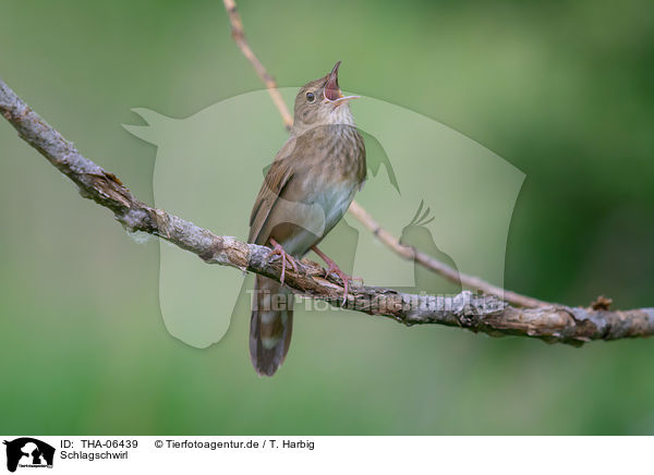 Schlagschwirl / Eurasian river warbler / THA-06439