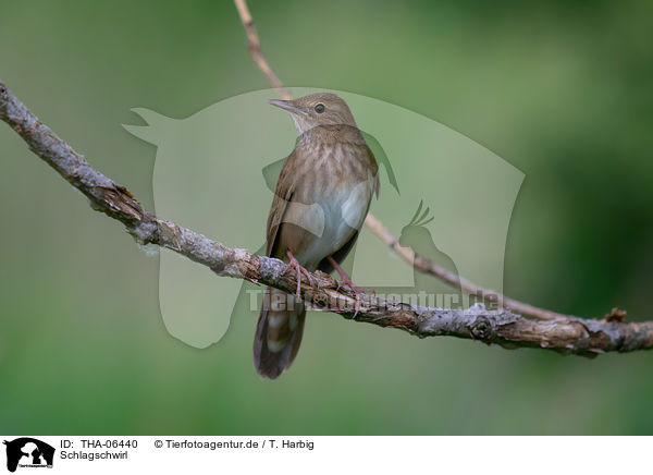 Schlagschwirl / Eurasian river warbler / THA-06440