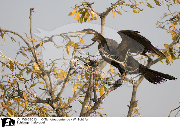 Schlangenhalsvogel / darter / WS-02613