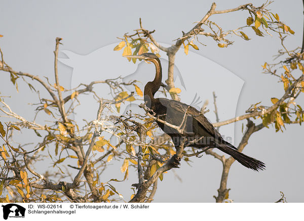 Schlangenhalsvogel / darter / WS-02614