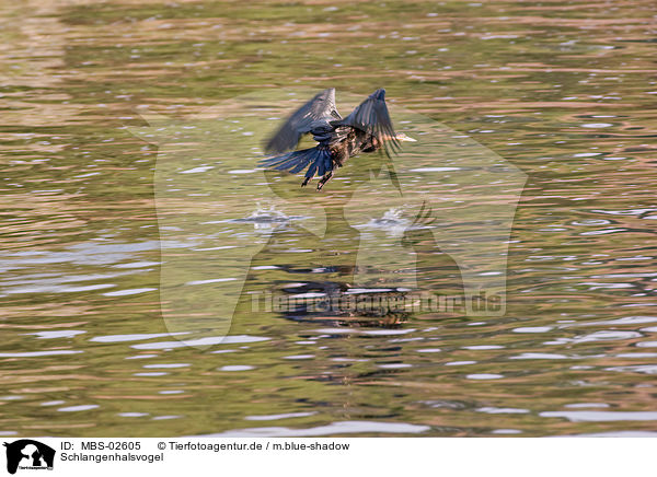 Schlangenhalsvogel / darter / MBS-02605