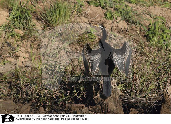 Australischer Schlangenhalsvogel trocknet seine Flgel / FF-08391