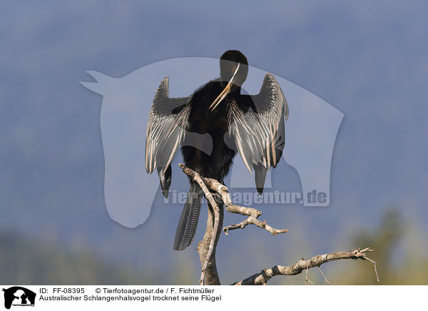 Australischer Schlangenhalsvogel trocknet seine Flgel / Australian Darter is drying its wings / FF-08395