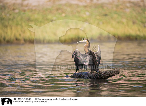 sitzender Schlangenhalsvogel / sitting African Darter / MBS-19984