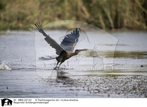 fliegender Schlangenhalsvogel / flying African Darter / MBS-20132