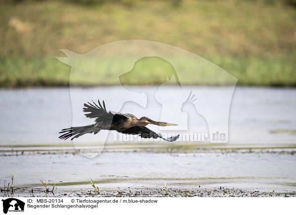 fliegender Schlangenhalsvogel / flying African Darter / MBS-20134