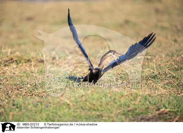 sitzender Schlangenhalsvogel / sitting African Darter / MBS-20212