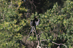 Australischer Schlangenhalsvogel trocknet seine Flgel