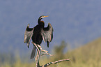 Australischer Schlangenhalsvogel trocknet seine Flgel