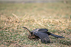 sitzender Schlangenhalsvogel