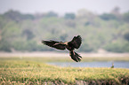 fliegender Schlangenhalsvogel