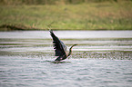 fliegender Schlangenhalsvogel