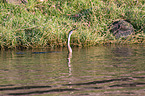 schwimmender Schlangenhalsvogel