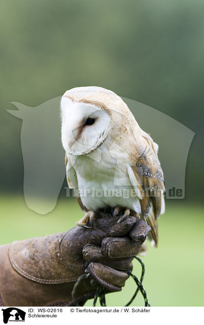 Schleiereule / barn owl / WS-02616