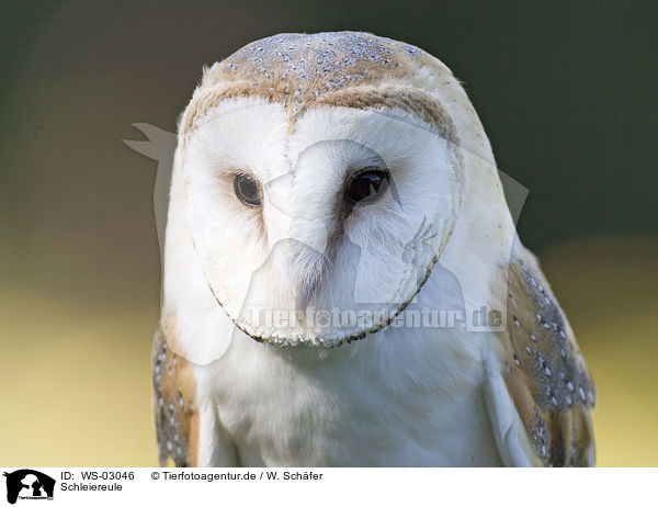 Schleiereule / barn owl / WS-03046