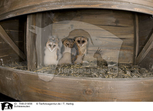 Schleiereulen / barn owls / THA-01856