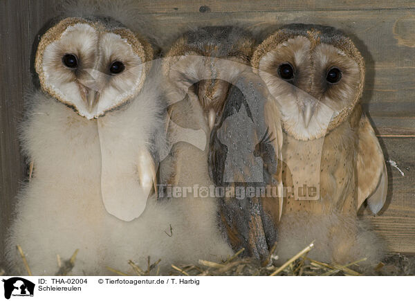Schleiereulen / barn owls / THA-02004