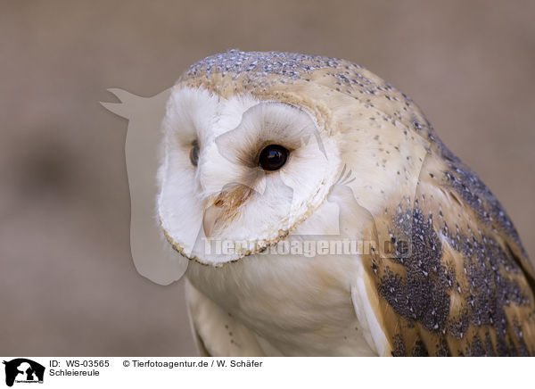 Schleiereule / WS-03565