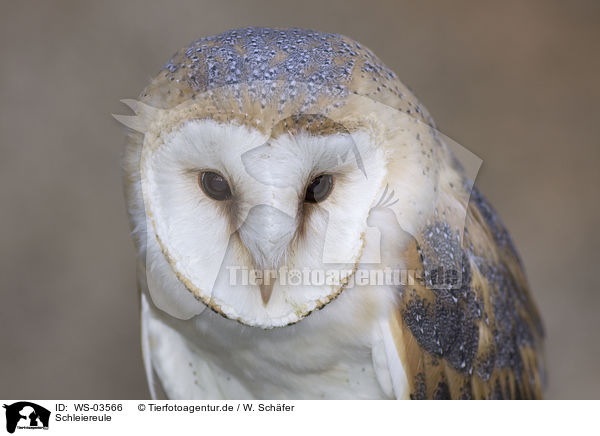 Schleiereule / barn owl / WS-03566