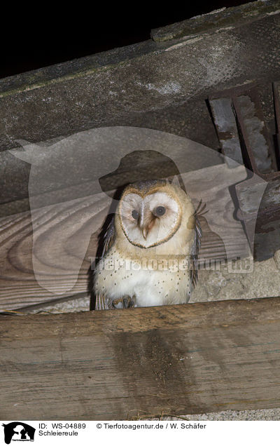 Schleiereule / WS-04889