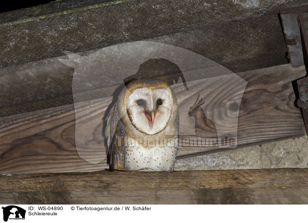 Schleiereule / barn owl / WS-04890
